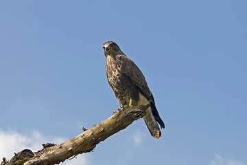 Common Buzzard, buteo buteo, standing on Branch, Normandy
