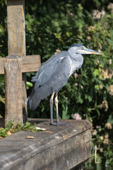 Grey Heron (scientific name Ardea Cinerea), The Broads, Norfolk, UK
