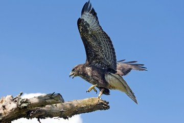 Common Buzzard, buteo buteo, in Flight, Landing on Branch, Normandy