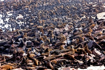 South African Fur Seal, arctocephalus pusillus, Colony at Cape Cross in Namibia