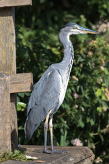 Grey Heron (scientific name Ardea Cinerea), The Broads, Norfolk, UK