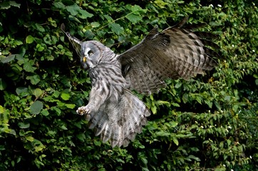Great Grey Owl, strix nebulosa, Adult in Flight