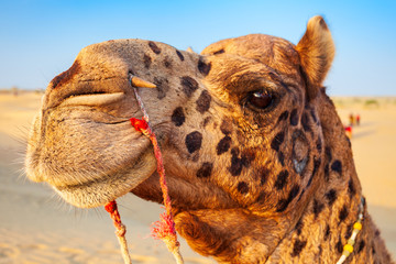 Camel in desert at sunset