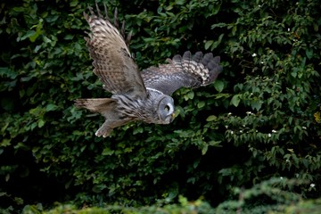 Great Grey Owl, strix nebulosa, Adult in Flight
