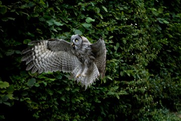 Great Grey Owl, strix nebulosa, Adult in Flight