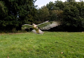 Ferruginous Hawk, buteo regalis, Adult in Flight