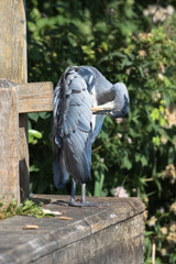 Grey Heron (scientific name Ardea Cinerea), The Broads, Norfolk, UK