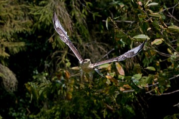 Ferruginous Hawk, buteo regalis, Adult in Flight