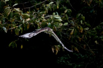 Ferruginous Hawk, buteo regalis, Adult in Flight