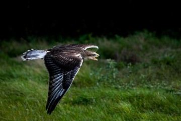 Ferruginous Hawk, buteo regalis, Adult in Flight