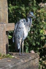 Grey Heron (scientific name Ardea Cinerea), The Broads, Norfolk, UK