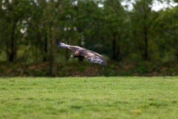 Golden Eagle, aquila chrysaetos, Adult in Flight