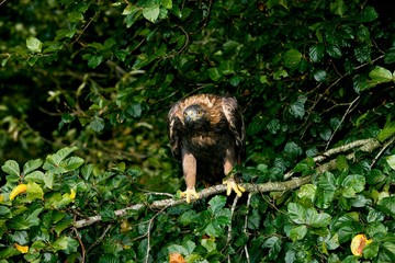 Golden Eagle, aquila chrysaetos, Adult standing on Branch
