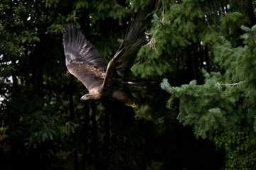Fototapeta premium Golden Eagle, aquila chrysaetos, Adult in Flight