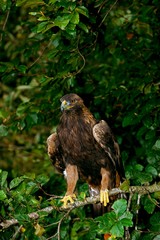 Golden Eagle, aquila chrysaetos, Adult standing on Branch