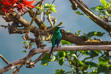 Brightly colored sugar bird on a branch