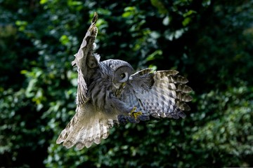 Great Grey Owl, strix nebulosa, Adult in Flight