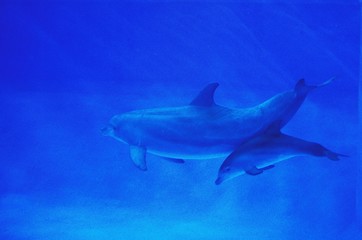 Obraz premium Bottlenose Dolphin, tursiops truncatus, Mother and Calf