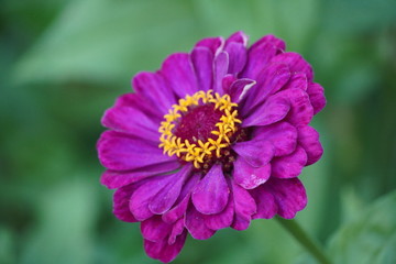 Beautiful macro pictures of different flowers