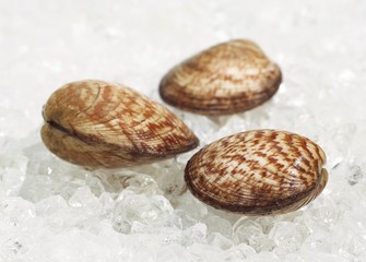 Dog Cockle, glycymeris glycymeris, Fresh Shells on Ice