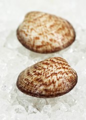Dog Cockle, glycymeris glycymeris, Fresh Shells on Ice