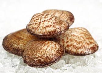 Dog Cockle, glycymeris glycymeris, Fresh Shells on Ice