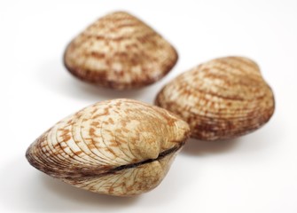 Dog Cockle, glycymeris glycymeris, Fresh Shells against White Background