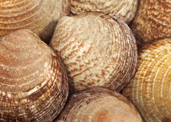 Dog Cockle, glycymeris glycymeris, Fresh Shells