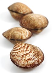 Dog Cockle, glycymeris glycymeris, Fresh Shells against White Background