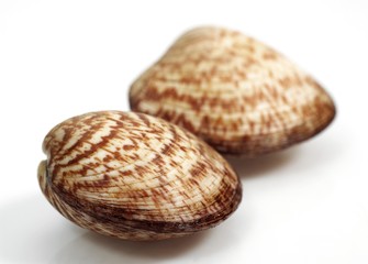 Dog Cockle, glycymeris glycymeris, Fresh Shells against White Background