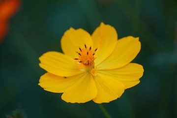 Beautiful macro pictures of different flowers