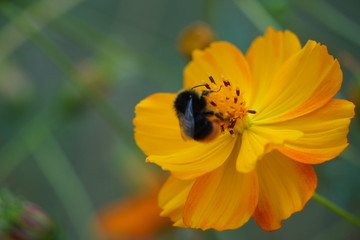 Beautiful macro pictures of different flowers