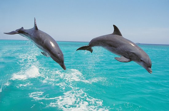 Bottlenose Dolphin, tursiops truncatus, Pair Leaping, Honduras