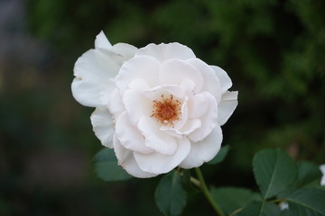 Obraz premium Piękne zbliżenie kwiat róży z kroplami deszczu na nim