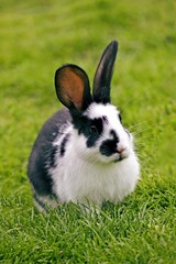 French Domestic Rabbit called Geant Papillon Francais