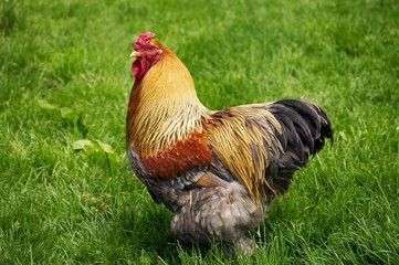 Brahma Perdrix Domestic Chicken, Breed from India, Cock