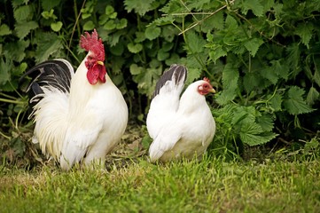 Nagasaki Domestic Chicken, Hen and Cock