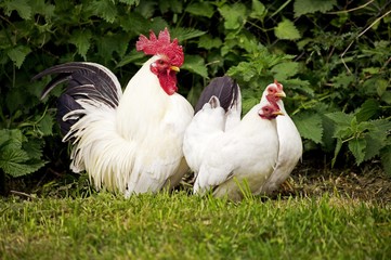 Nagasaki Domestic Chicken, Hens and Cock