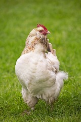 Faverolle Domestic Chicken, a French Breed, Hen standing on Grass