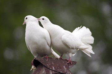 White Fantail Pigeon, columba livia