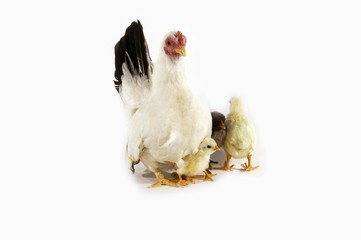 Nagasaki Domestic Chicken, Hen and Chicks against White Background