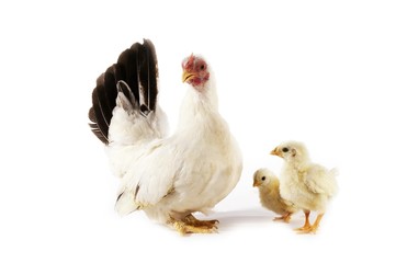 Nagasaki Domestic Chicken, Hen and Chicks against White Background