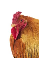 Brahma Domestic Chicken, Breed from India, Cock standing against White Background