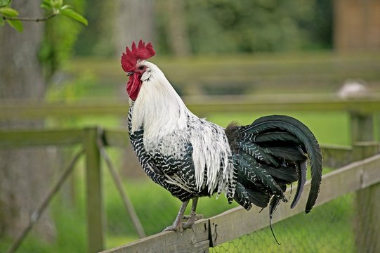 Brakel or Braekel Domestic Chicken, a Belgian Breed, Cock