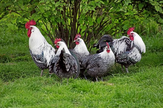 Brakel or Braekel Domestic Chicken, a Belgian Breed, Cock and Hens