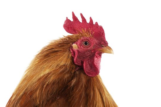 Brahma Domestic Chicken, Breed from India, Cock standing against White Background