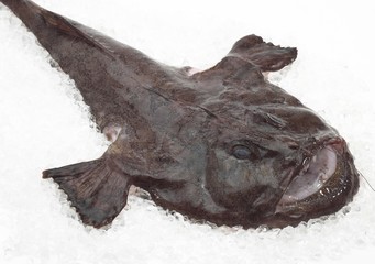 Monkfish, lophius piscatorius, Fresh Fish on Ice