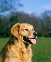 Golden Retriever, Portrait of Dog with Tongue out