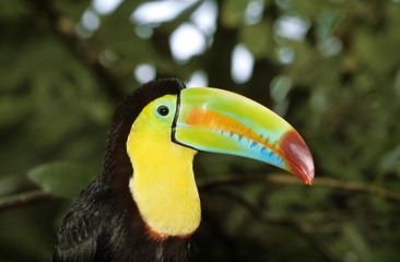 Keel-Billed Toucan, ramphastos sulfuratus, Costa Rica