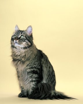 Brown Tabby Maine Coon Domestic Cat Sitting